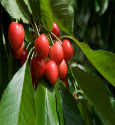 Cherries