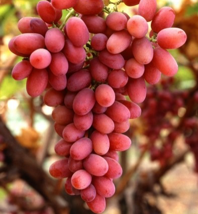 Grapes